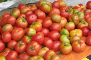 Lire la suite à propos de l’article Expérience : Quelle variété de tomate est la plus adaptée à Anjouan ?