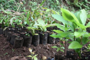 Lire la suite à propos de l’article Les pépinières, premier pas vers la reforestation