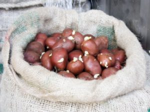 Lire la suite à propos de l’article Arrivage de pommes de terre de qualité à Anjouan