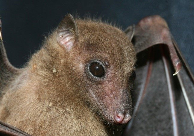 Nuit Internationale De La Chauve souris Prot ger Ces Esp ces Et 