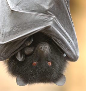 Chauve-souris : la forêt d'Othe accueille 13 des 24 espèces