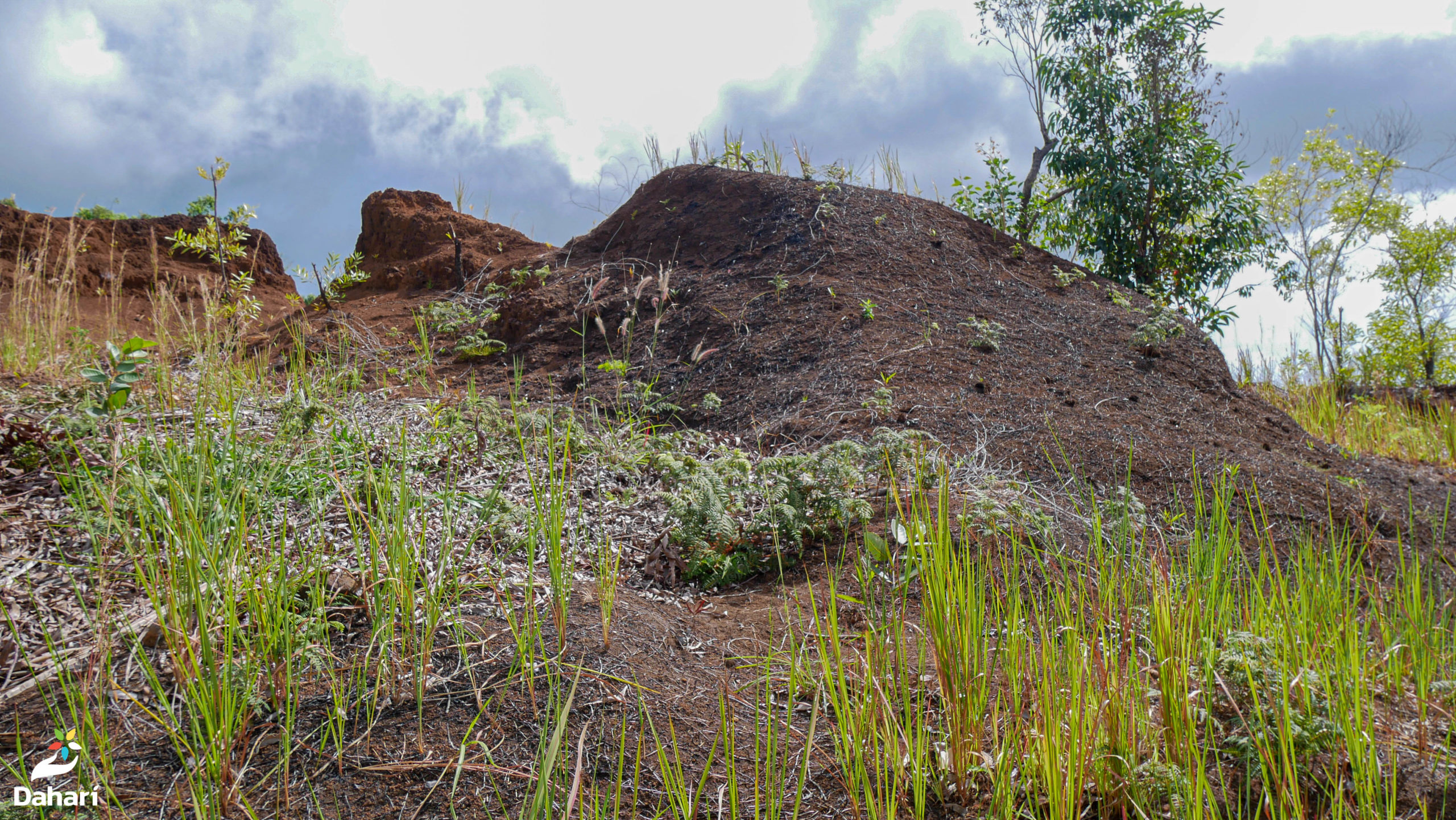 You are currently viewing Reforestation actions to rehabilitate degraded land in the village of Jimilimé in the Comoros