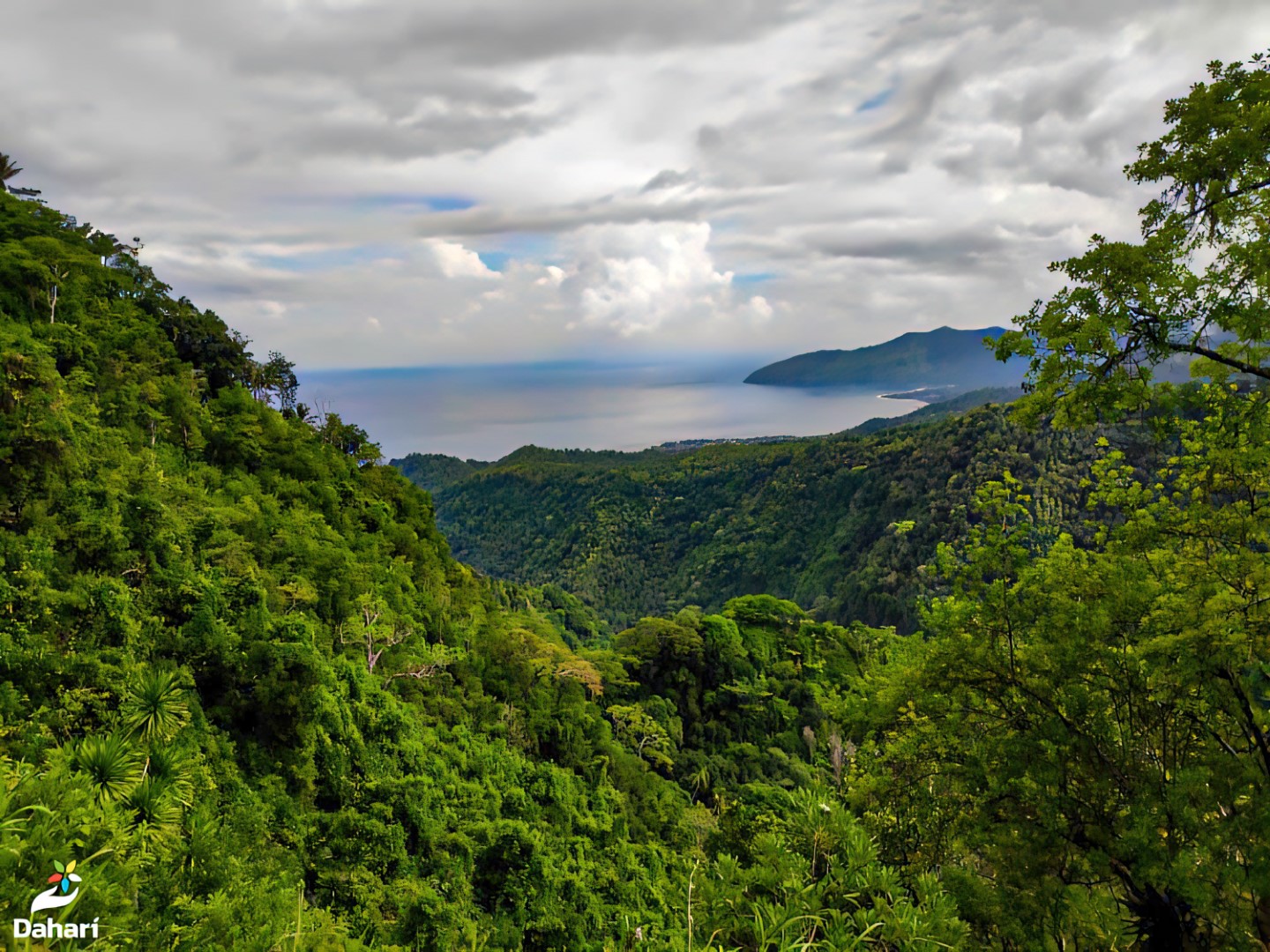 Lire la suite à propos de l’article Vers la restauration des forêts des Comores