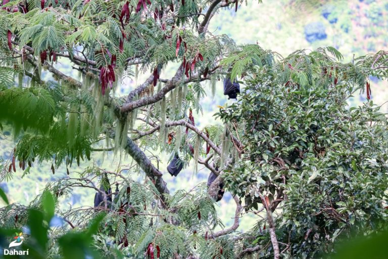 Population de la Roussette de Livingstone à Anjouan