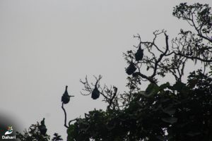 Lire la suite à propos de l’article Les communautés locales participent activement à la protection de la Roussette de Livingstone aux Comores