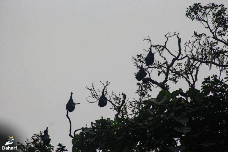 Comptage annuel des Livingstone