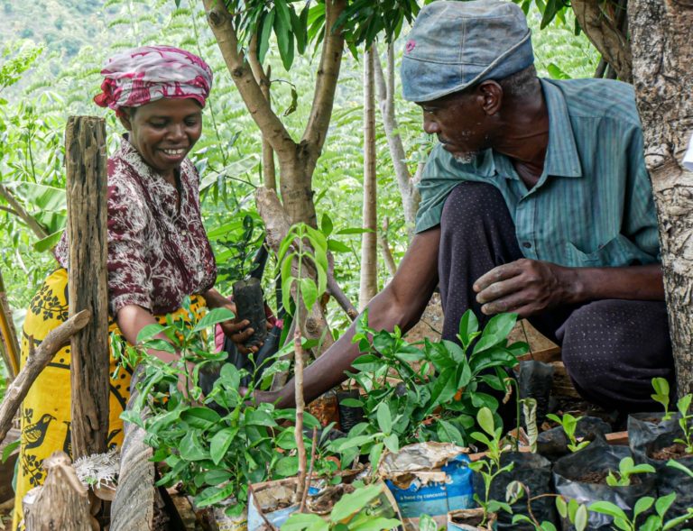 Distribution d'arbres pour le reboisement aux Comores