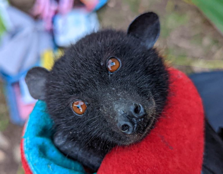 Roussette de Livingstone des Comores