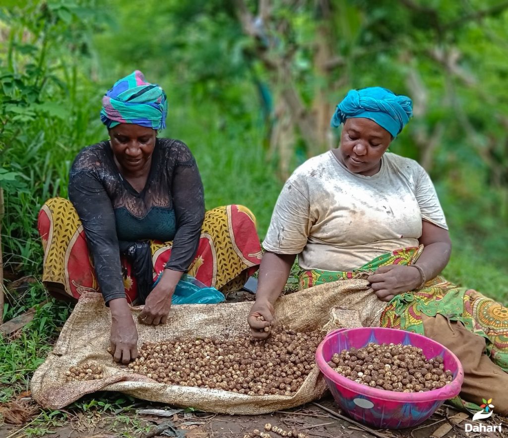 Récolte de poids de terre