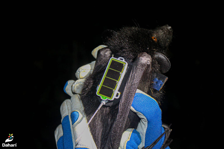 Roussette de Livingstone avec un tag GPS